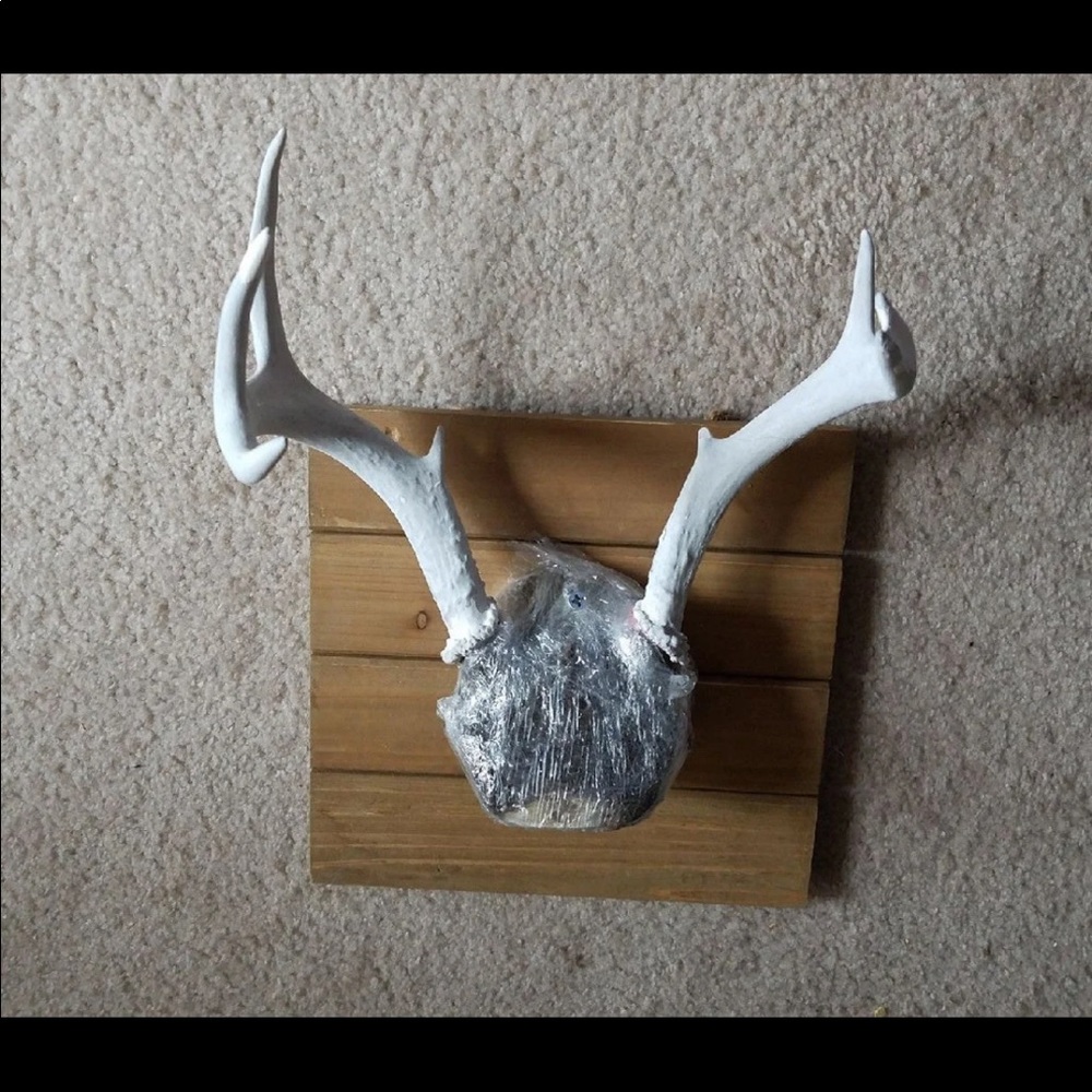 Antlers - Picture 2 of 5